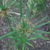 Cyperus papyrus